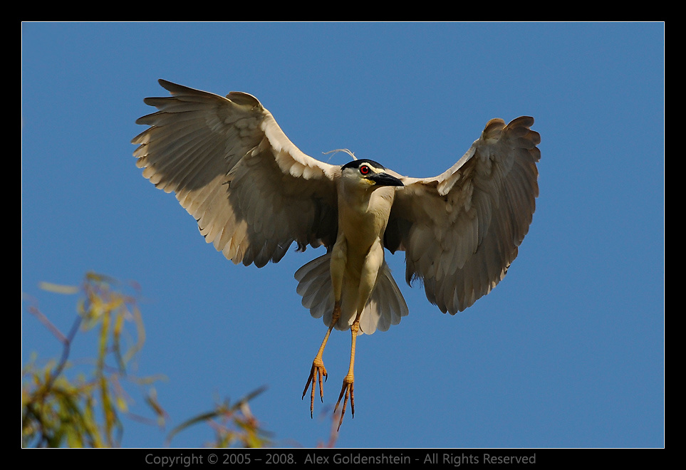 Kваквa в полёте. Kваквa, Nycticorax, nycticorax
