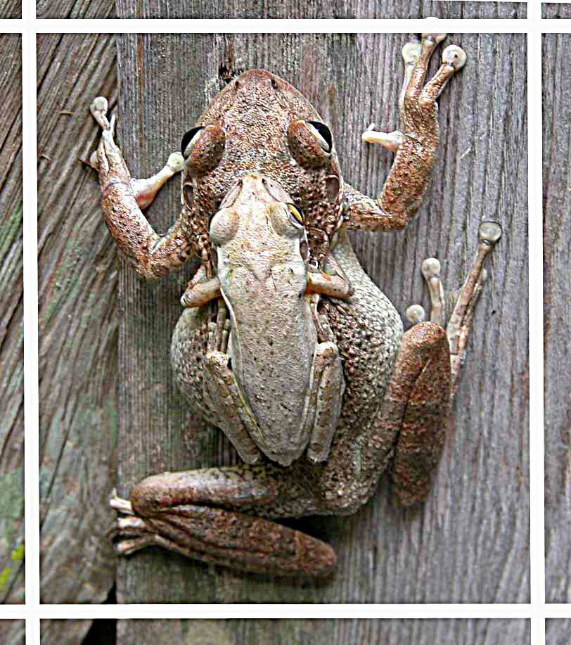 Frogs. Frogs