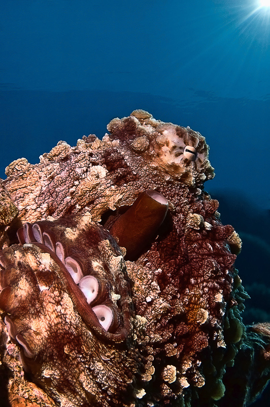 загораю я осьминог красное море подводная съемка вода солнце