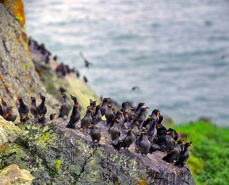 Посиделки Большая конюга, Aethia cristatella, Crested Auklet, Cape Ulyakhpen, Chukotka, Northeast Asia