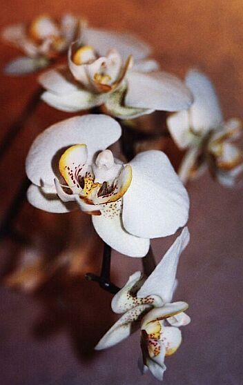 Falenopsis цветок