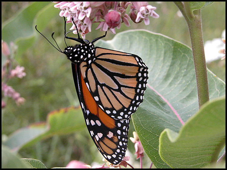 monarch 2 