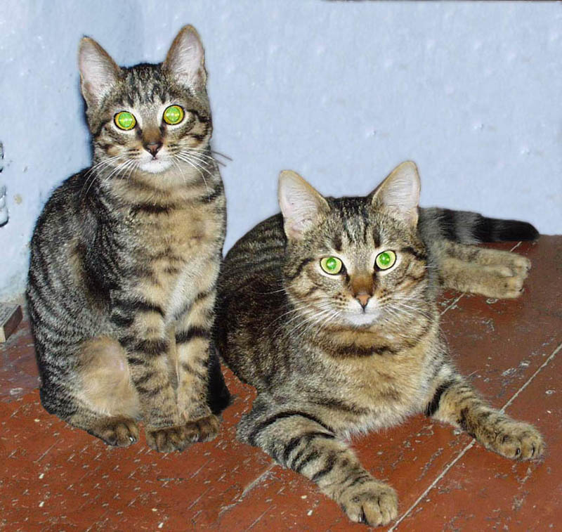 Котята животные