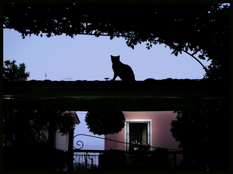 Сумере4ный Стражник Sicilia, cat, roof