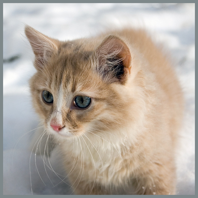 еще один коштретик котенок Мася