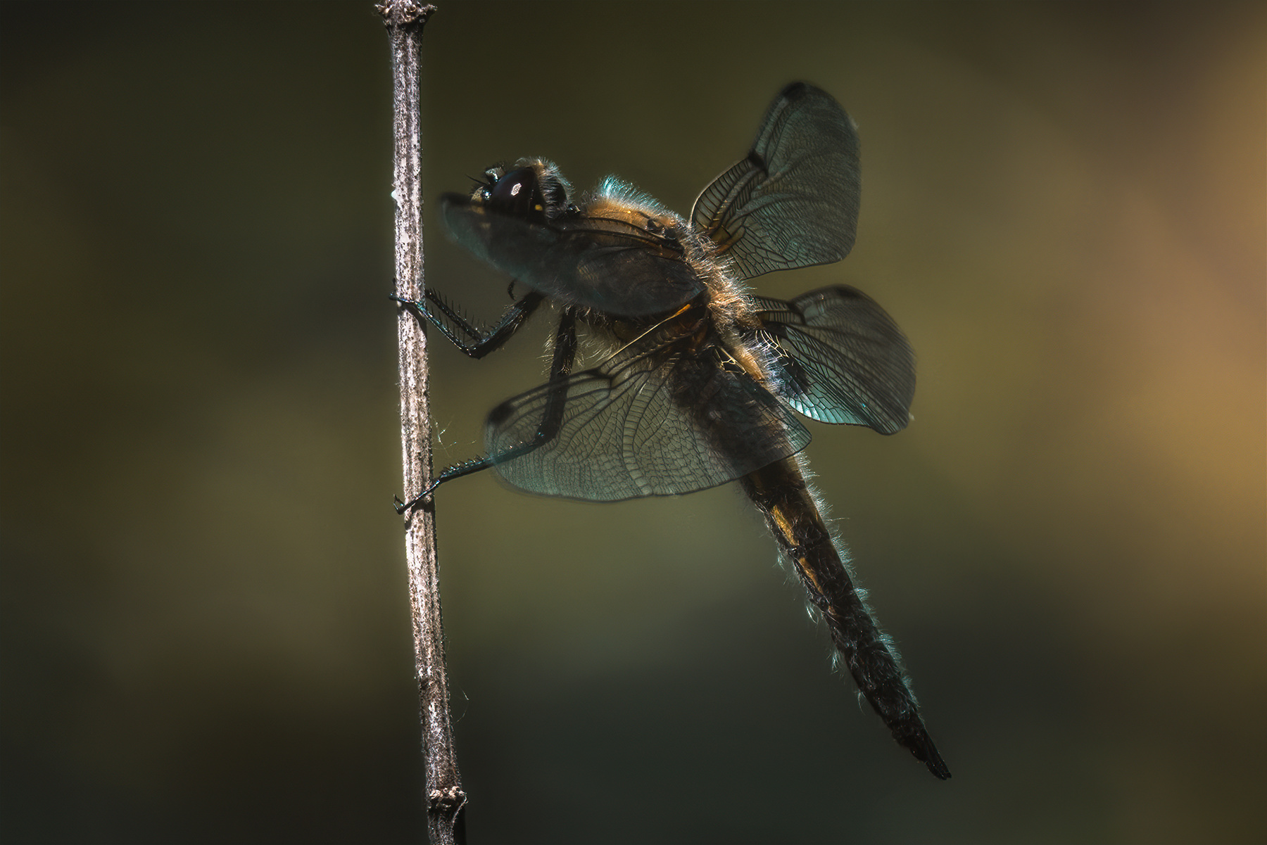 *** стрекоза природа макро