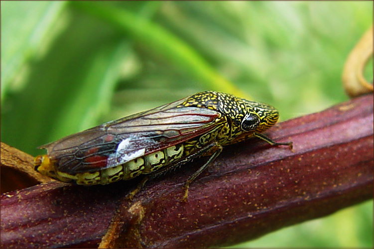 Вредитель во всей красе Glassywinged sharpshooter Homalodisca coagulata