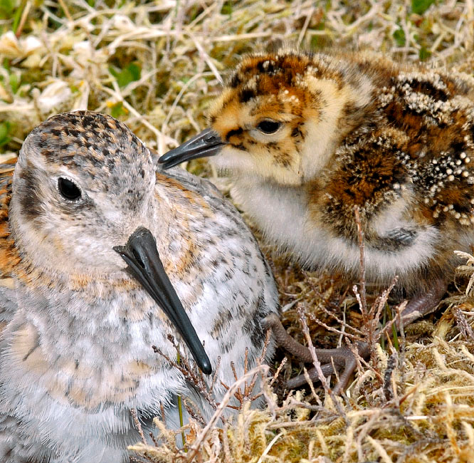 Ма, слушай чё на ушко скажу Берингийский песочник, Calidris ptilocnemis, Остров Св. Георгия, о-ва Прибылова, Rock Sandpiper, St. George Island, the Pribilofs, Bering Sea, Alaska