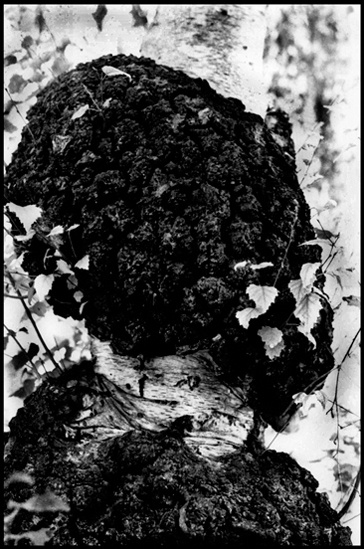 LICO PRIRODI 