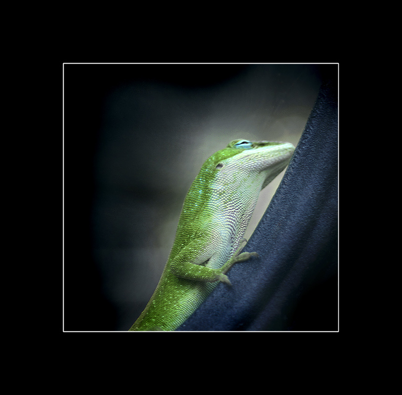 The lizard told me something... about the other side. 