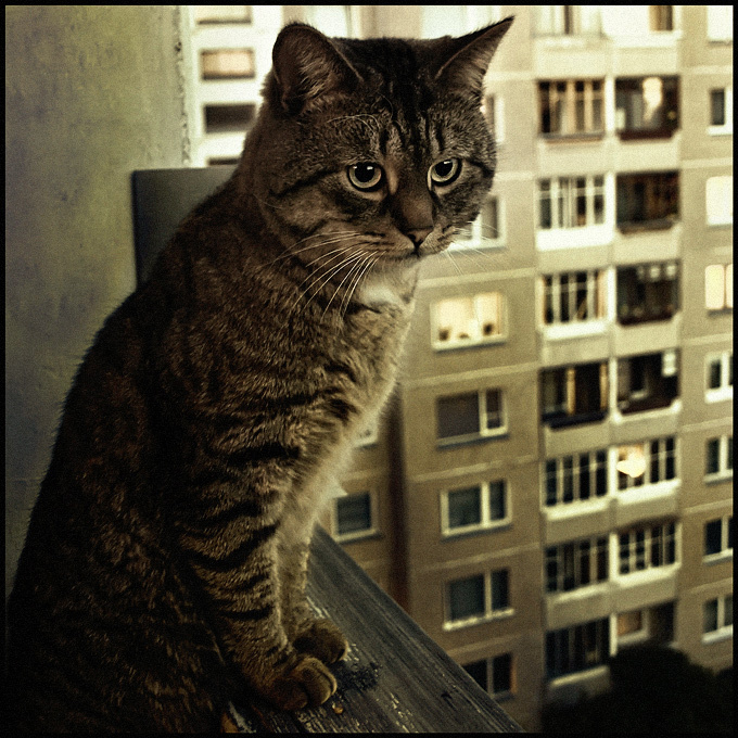 Не пришла... Кот Охота Не_Везёт