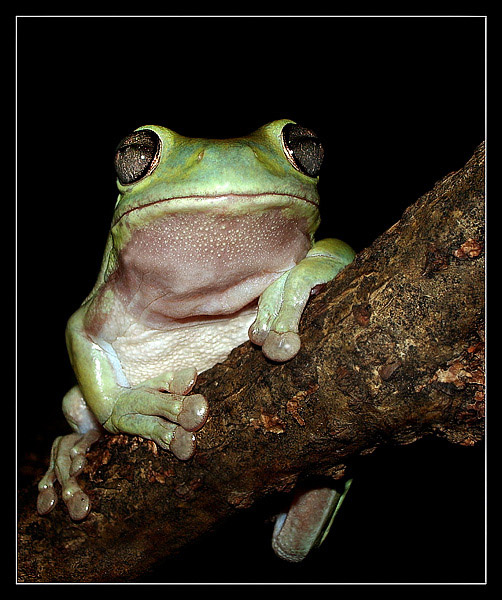 Слуга народа коралловопалая литория Litoria caerulea
