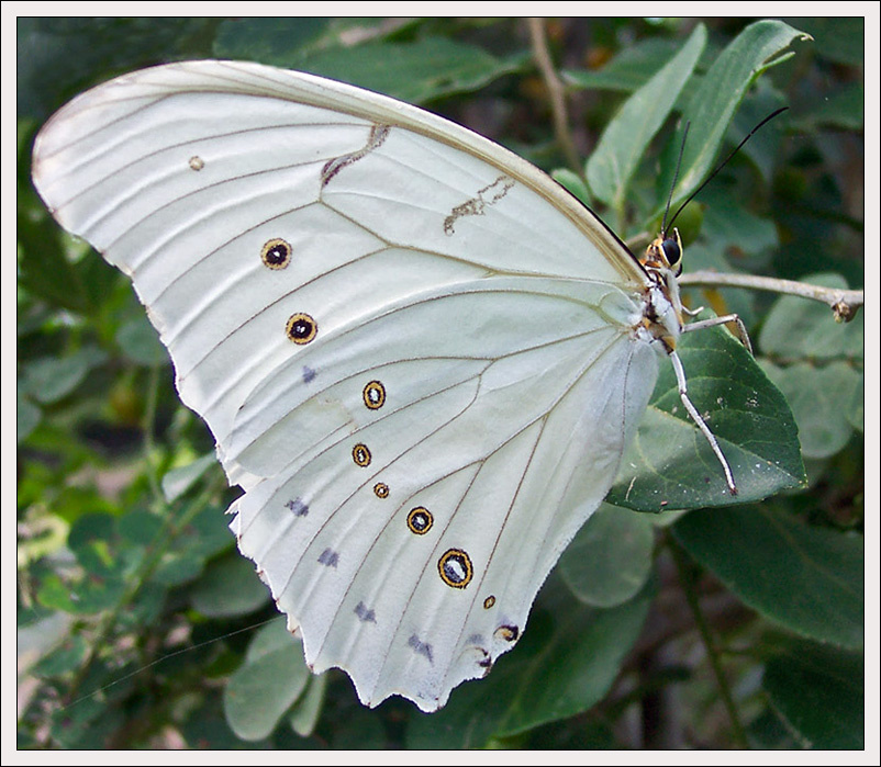 Белеет парус одинокий white morpho Mexico