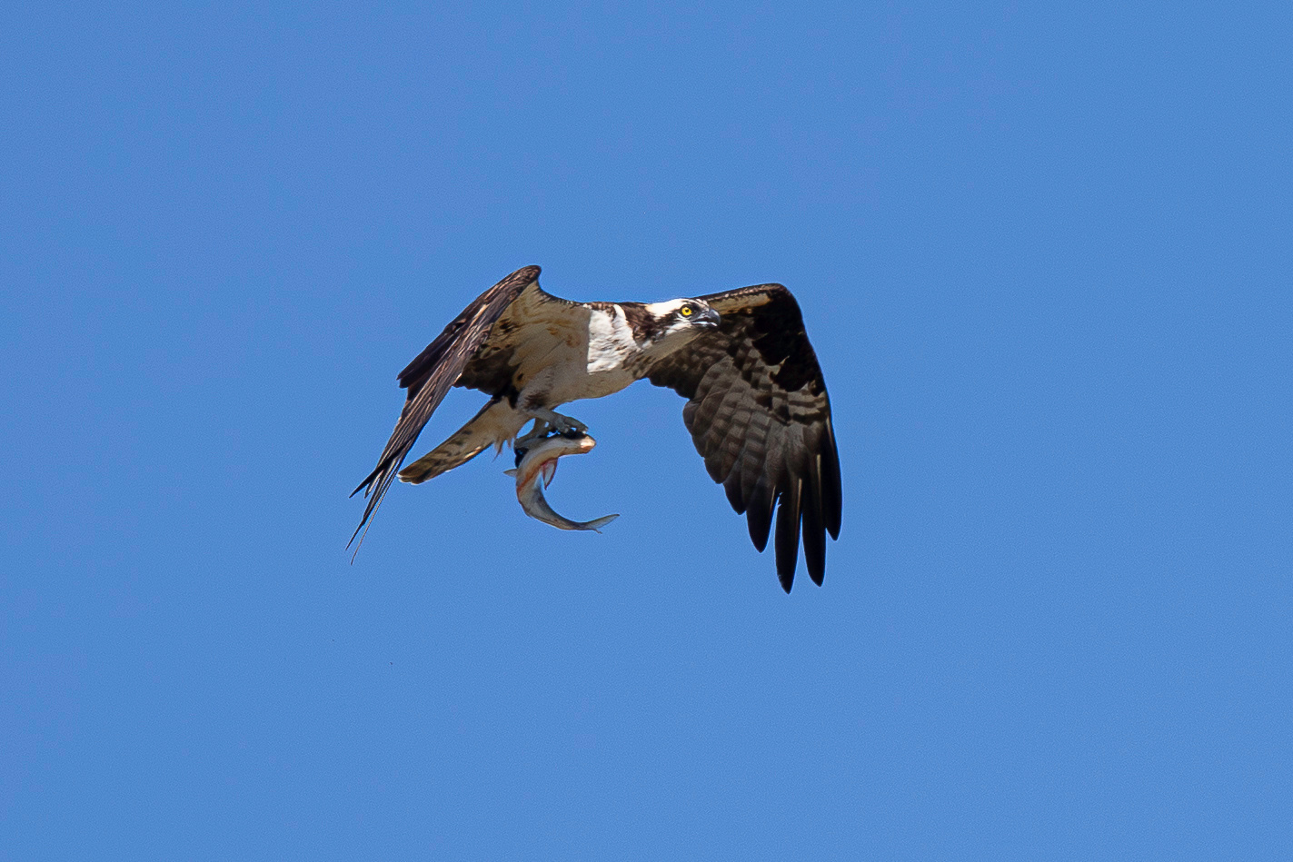 Скопа. Удачная рыбалка Птица Скопа Pandion haliaetus Osprey