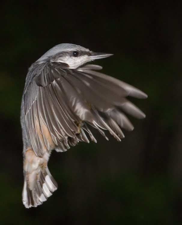 Вертикальный Обыкновенный поползень, Nuthatch, Sitta europea, полет