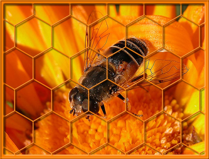 Любителям меда и bee-line 