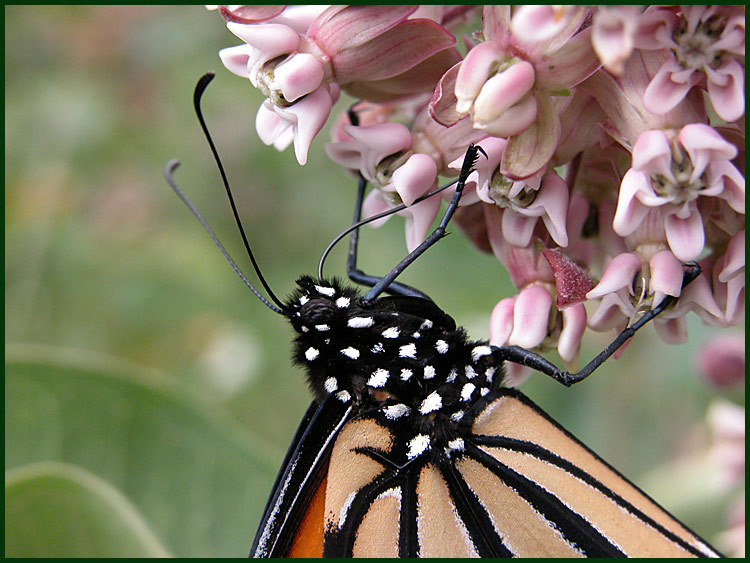 monarch 