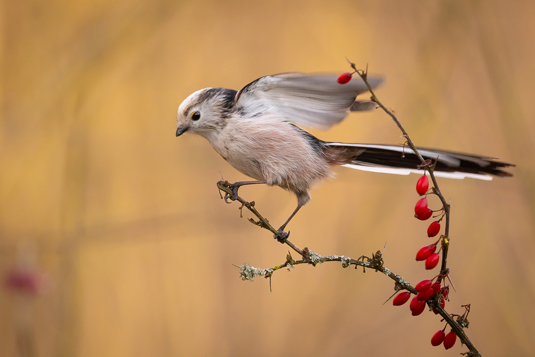 Long-tailed Ti 