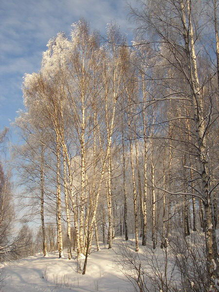 Зимние березки 