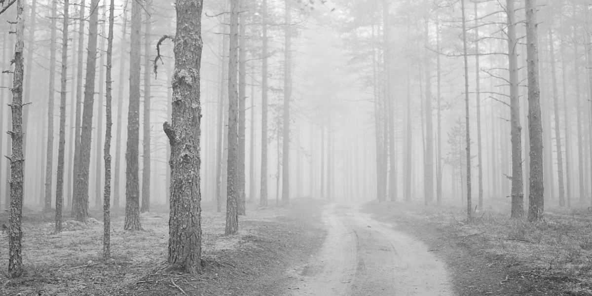 the forest is my home 