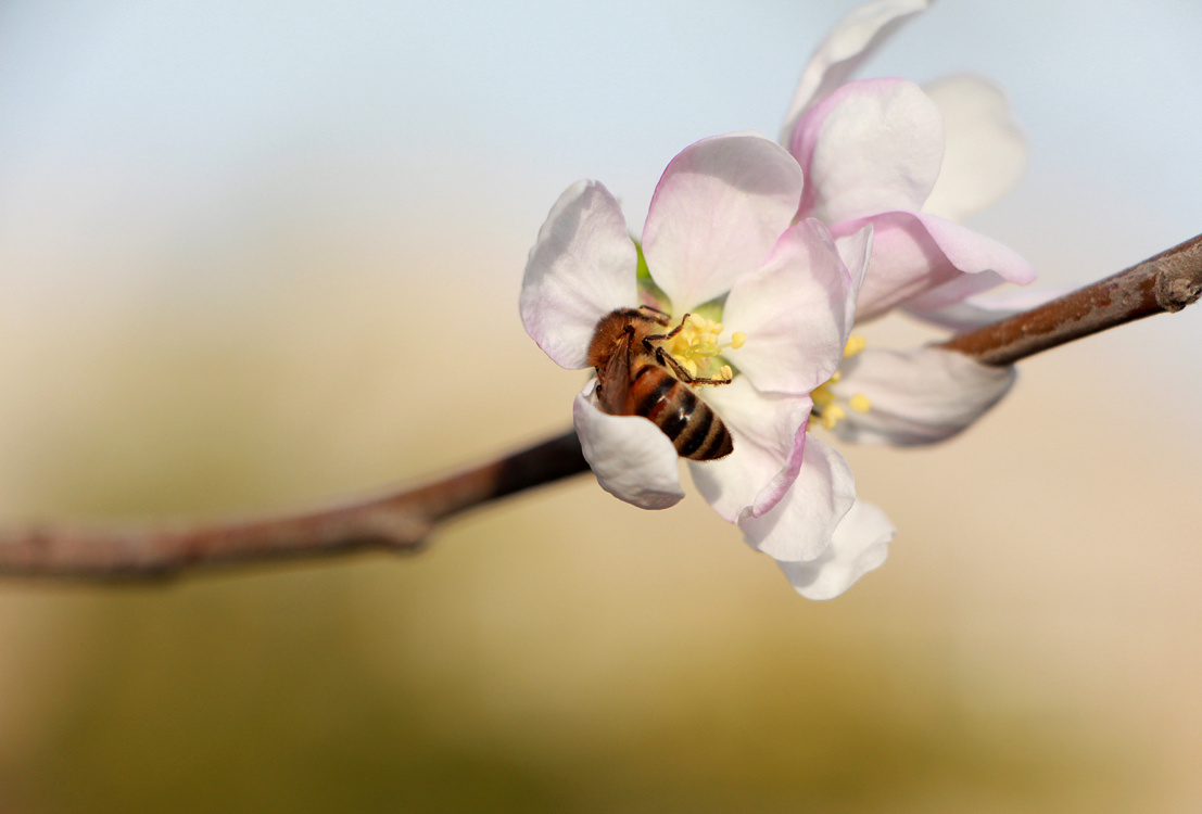 bee and apple blossom apple blossom; bee