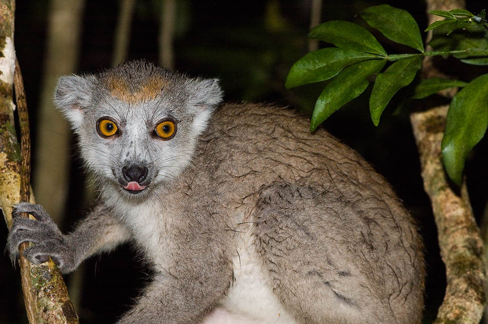 Венценосный лемур. Венценосный лемур, Eulemur coronatus, Мадагаскар, Madagascar