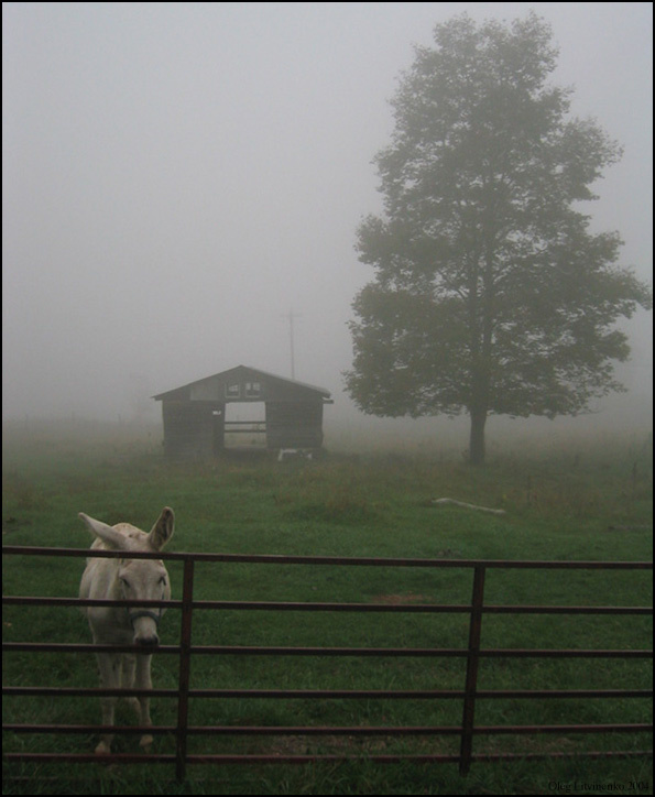 Utrom grustno odnomu oslik donky morning utro