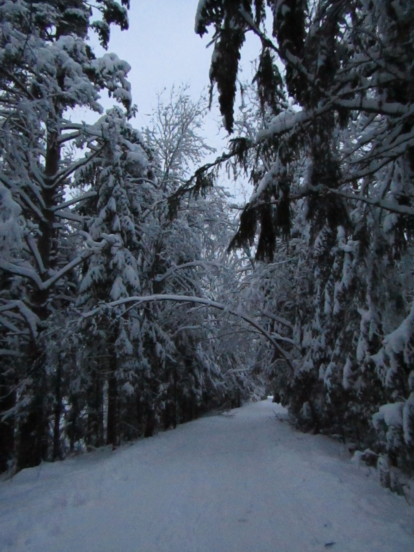 зима, лес, дорога зима лес дорога