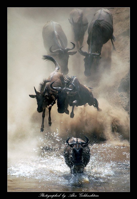The crossing. Африка-Кения, Масай-Мара,Гну, Форсирование-реки-Мара Август-2006, Фото-Сафари, Мастер-Класс, с, Вадимом, Онищенко