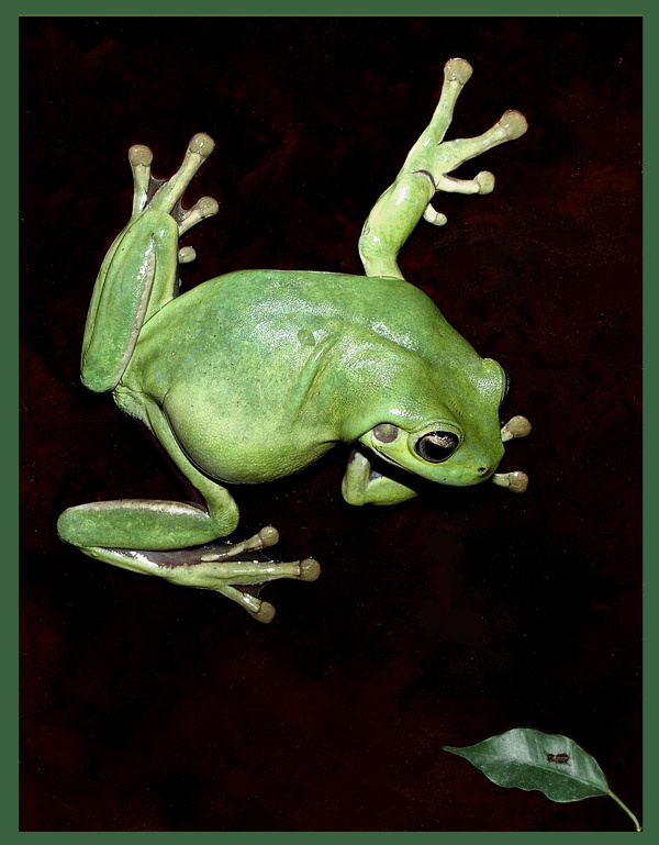 Ланч коралловопалая литория Litoria caerulea
