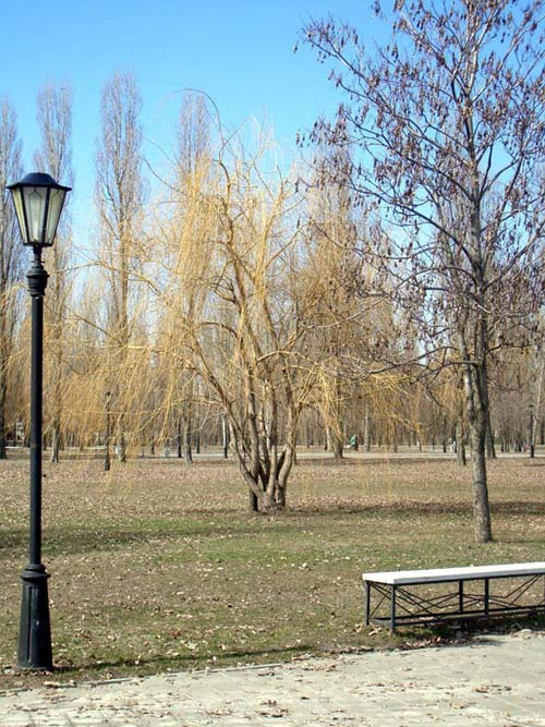Дерево, фонарь - 1 природа парк дерево скамейка фонарь
