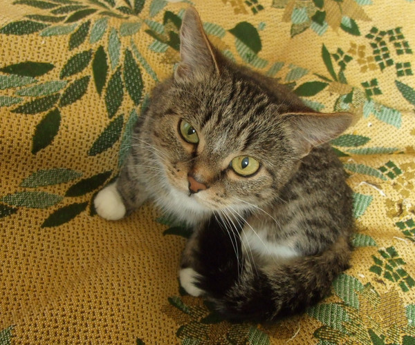 Ты скажи, чё те надо? кошка, взгляд