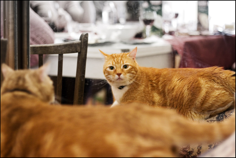 Хозяин здесь я! кот котофей рыжий свин