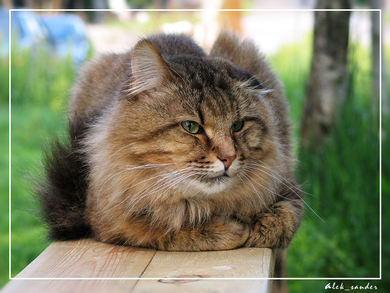 Еще один портрет... Кот лето зелень