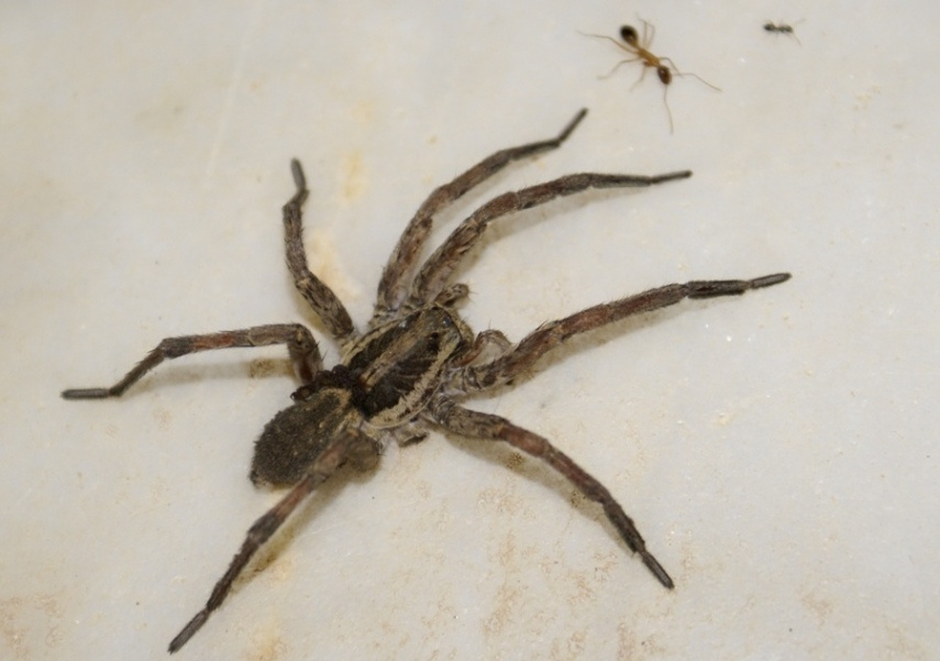 drujitsa ? 