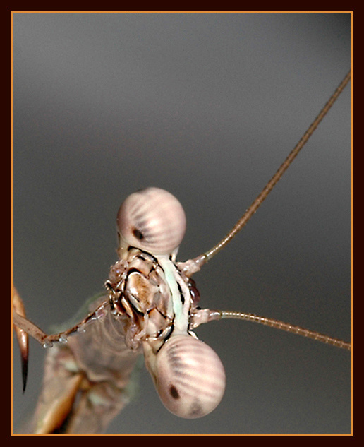 Тсс! Только тихонечко.... :) Parasphendale affinis