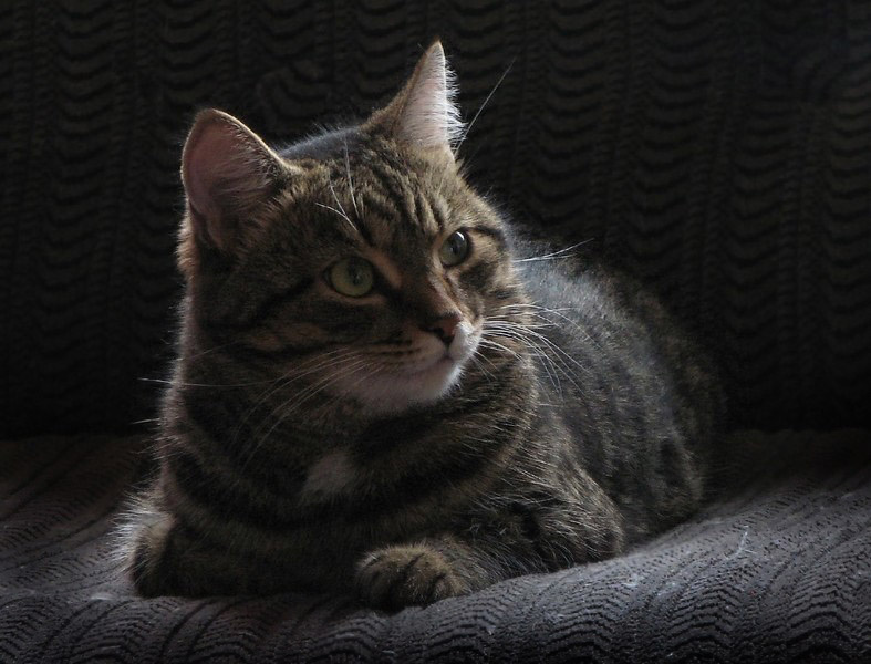 Кот Кот