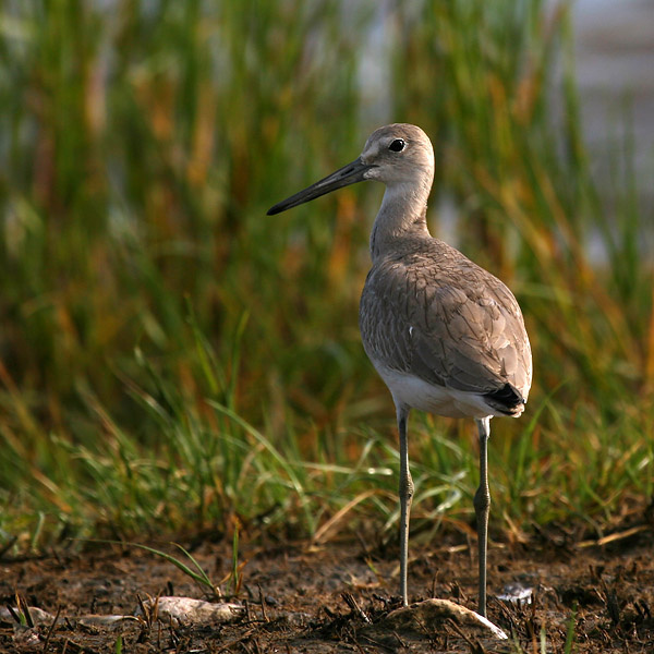Перепончатопалый улит птица, перепончатопалый улит, willet, Техас