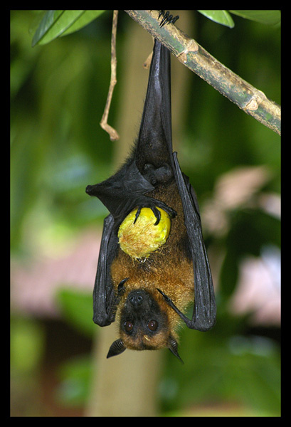 The BAT 