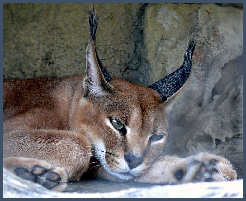 Про отрешенность и пристальное внимание... Каракал, Felis caracal, Московский зоопарк