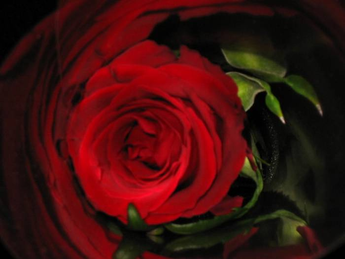 Red rose 