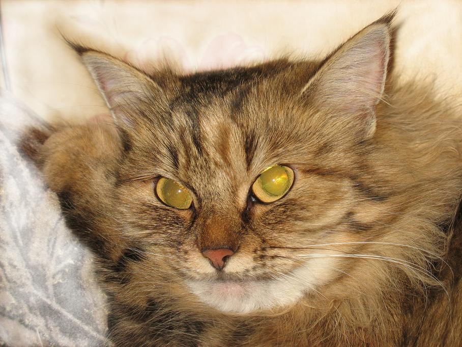 Портрет? кошка, Рыся