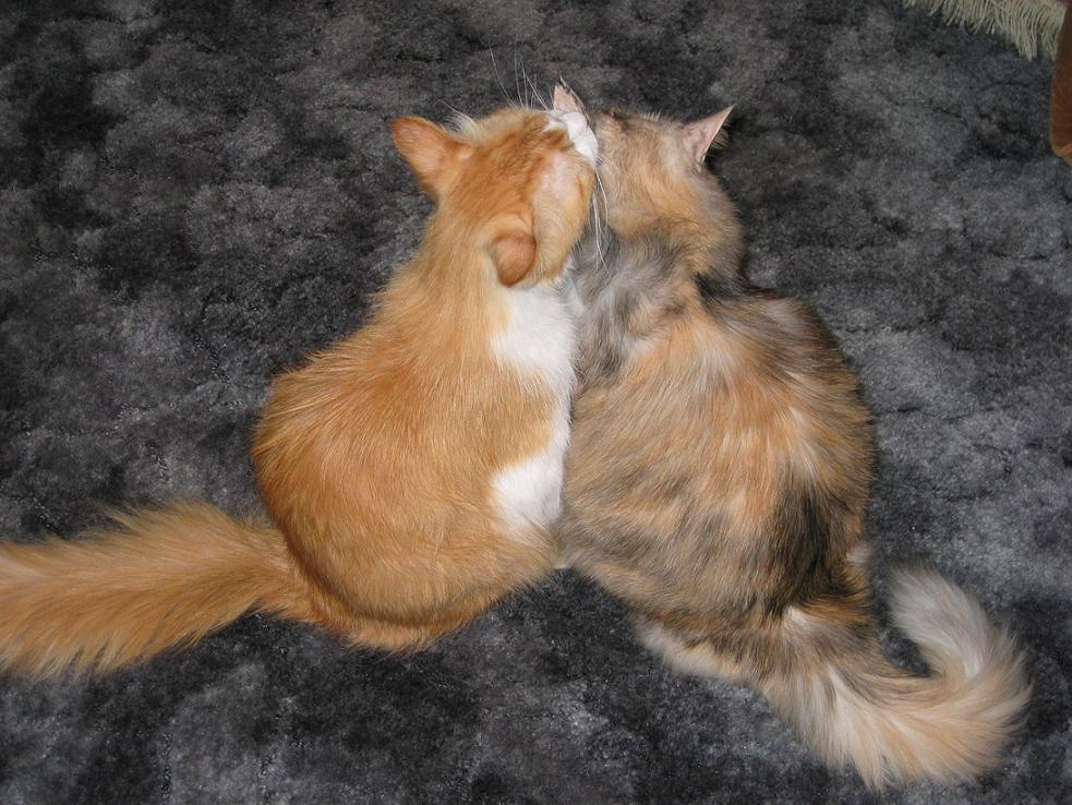 Скажу тебе по секрету... кошка, кот