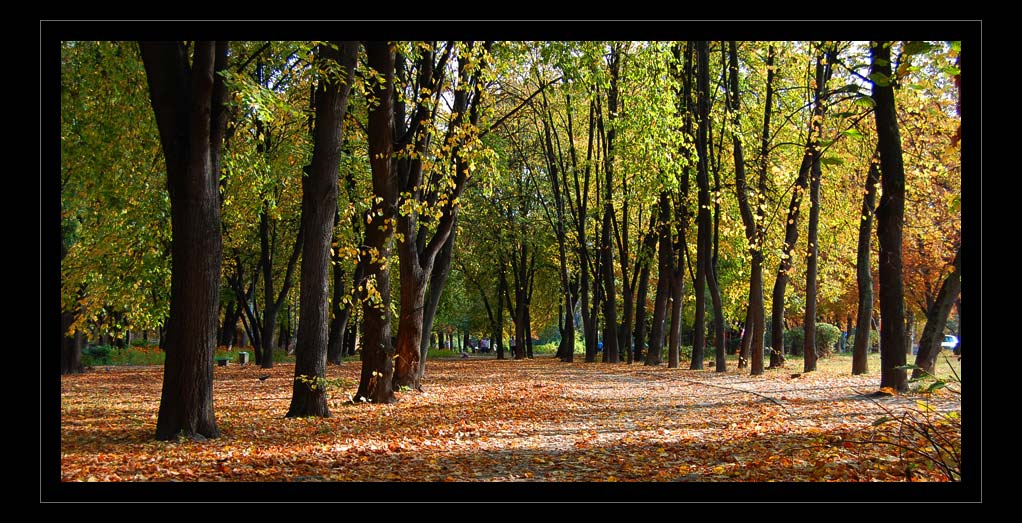 Осеннее настроение осень листья парк