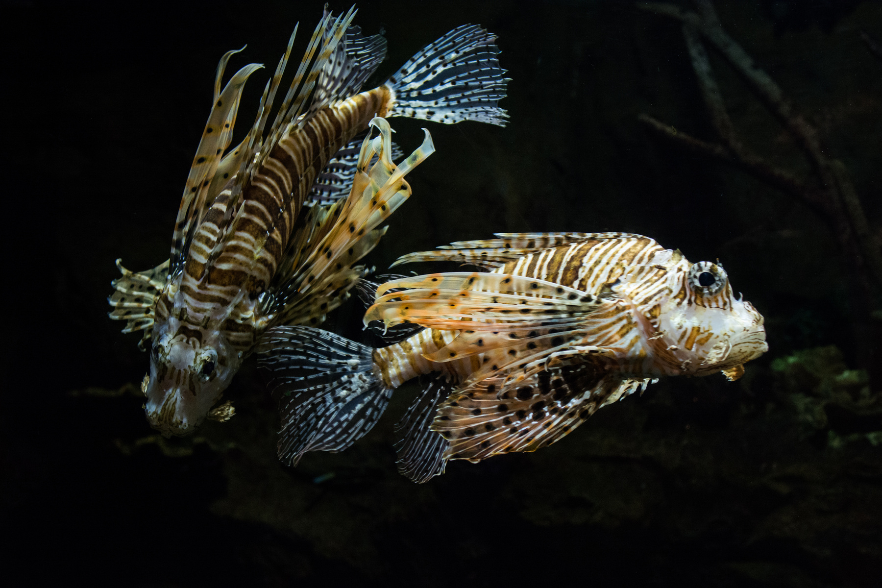Крылатки крылатка, крылатки, pterois antennata, рыба, рыбка, рыбки, рыбы
