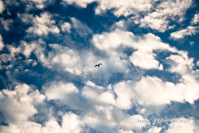 Fly Fly
