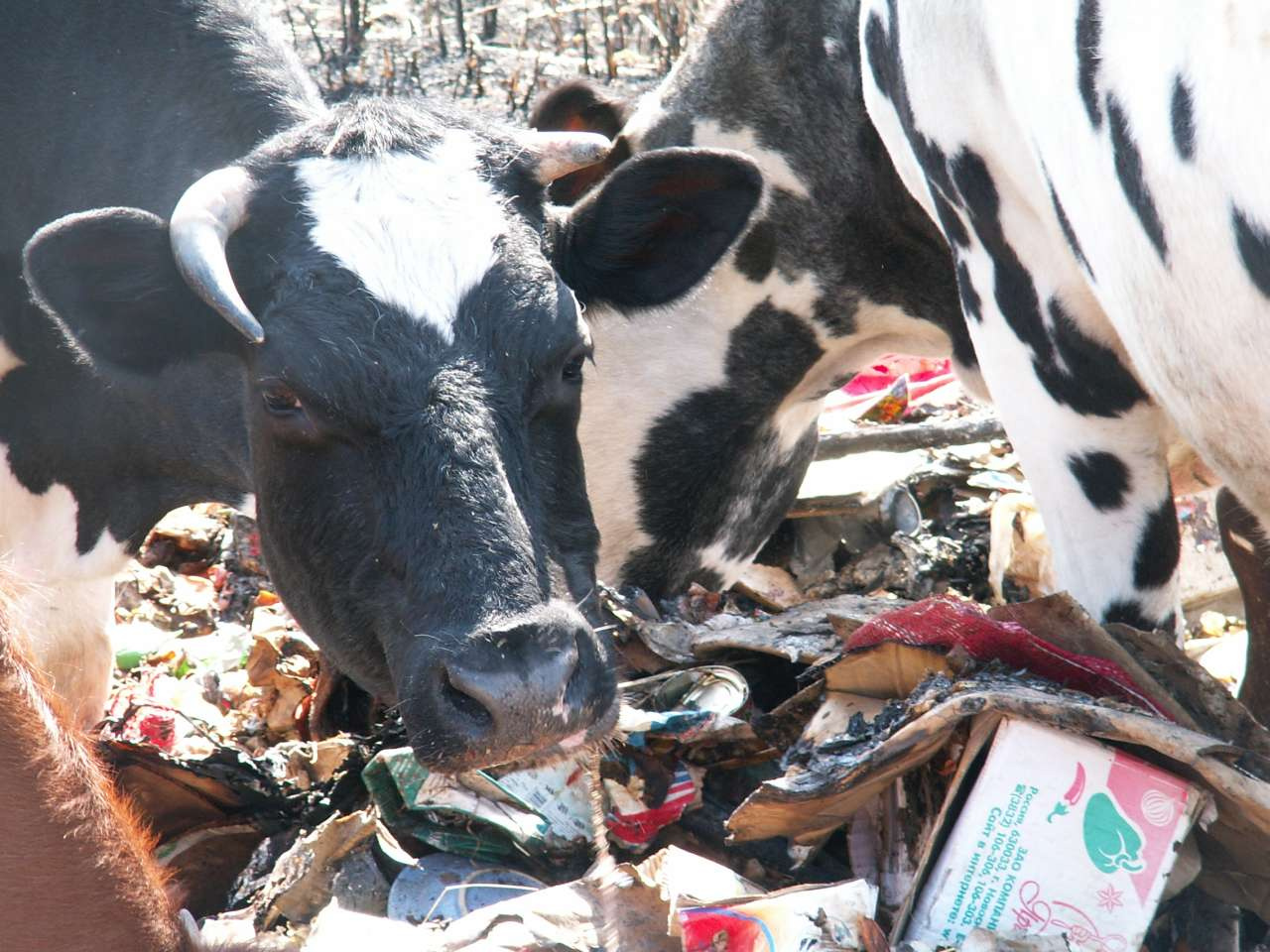 Waste recycling in use экология животные смешно