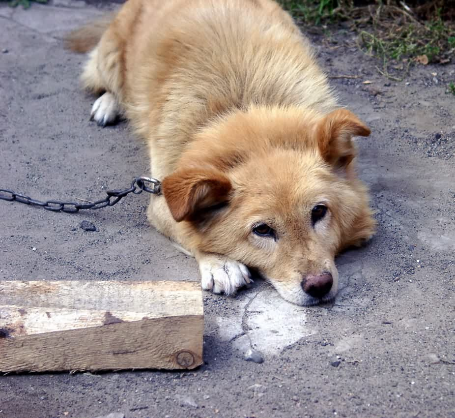 Эх, косточку бы сейчас... собака животные косточка