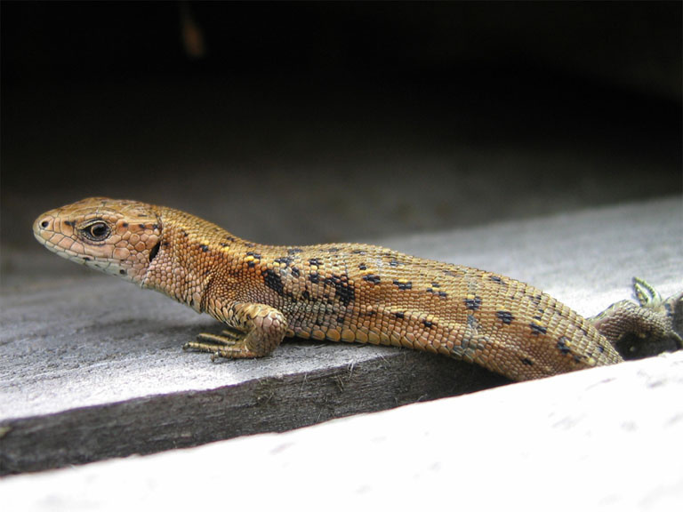 Lizard 1 Животное макро природа ящерица