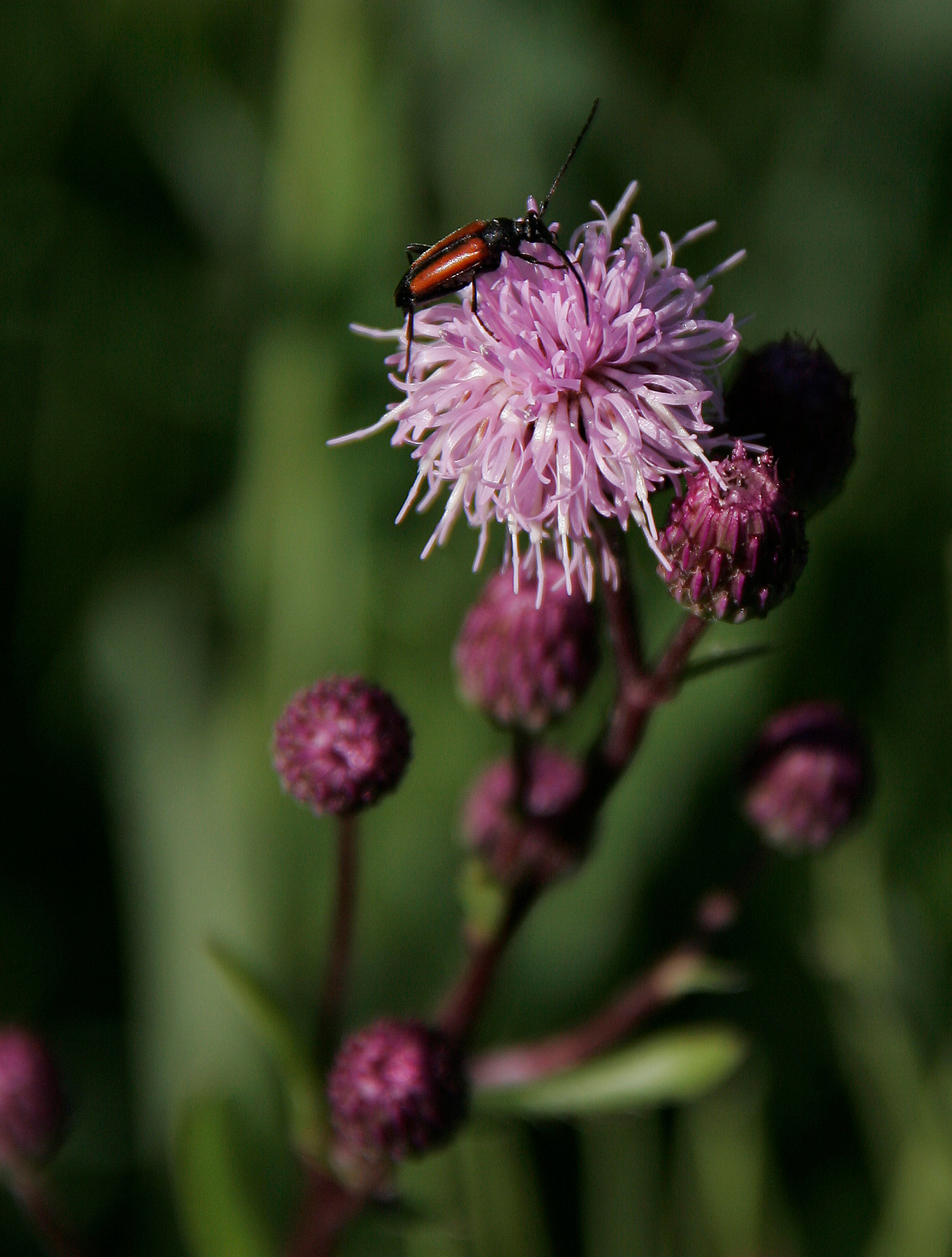 Stictoleptura erythroptera . 